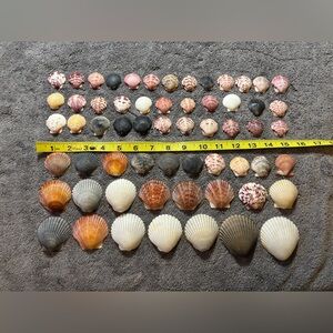60 Sanibel Island Scallop Assorted Seashell Collection.  Great for crafting!!